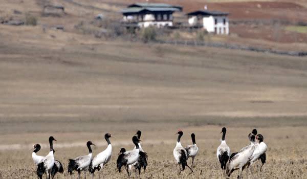Black-necked Crane