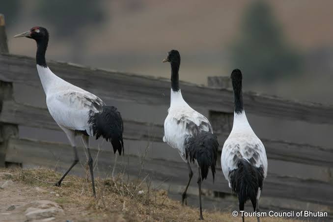 Black-necked Crane