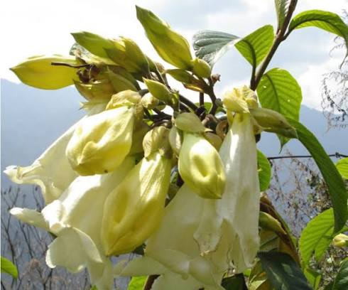 Colorful Rhododendrons