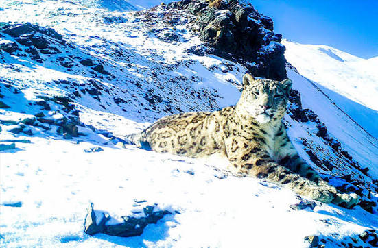 Snow Leopard